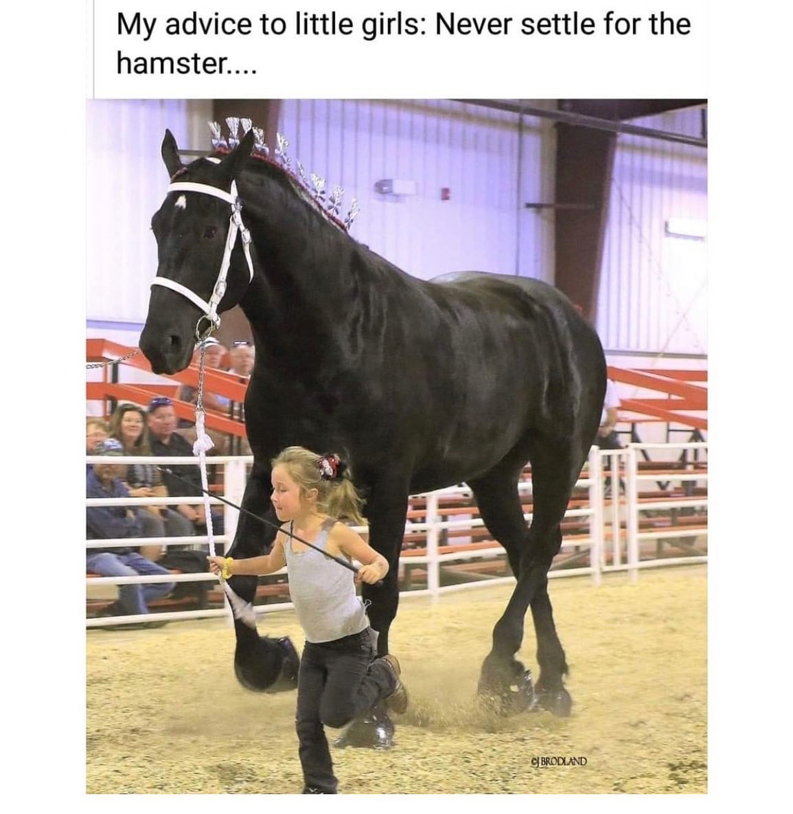 Equine Life - Never Settle For The Hamster